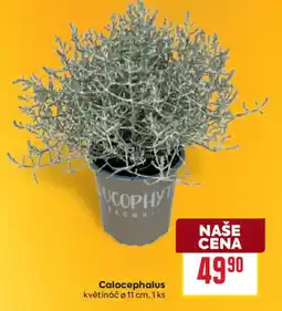 Billa Lucophyt Calocephalus nabídka