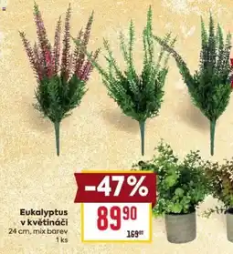 Billa Eukalyptus nabídka