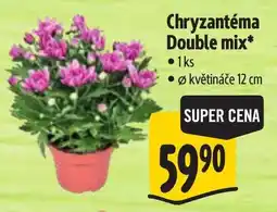 Albert Chryzantéma Double mix nabídka