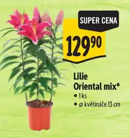 Albert Lilie Oriental mix* nabídka