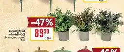 Billa Eukalyptus v květináči 24 cm, mix barev 1 ks nabídka