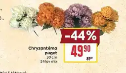 Billa Chryzantéma puget 30 cm 5 hlav mix nabídka