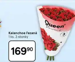 Tesco Kalanchoe řezaná, 1 ks, 3 stonky nabídka