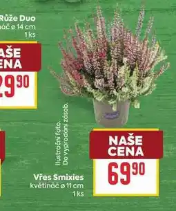 Billa Vřes Smixies květináč o 11 cm 1ks nabídka
