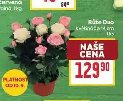 Billa Růže Duo květináč o 14 cm nabídka