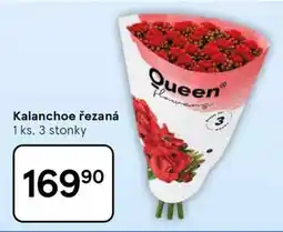 Tesco Kalanchoe řezaná nabídka