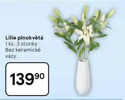 Tesco Lilie plnokvětá nabídka