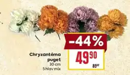Billa Chryzantéma puget nabídka