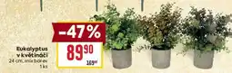 Billa Eukalyptus v květináči nabídka