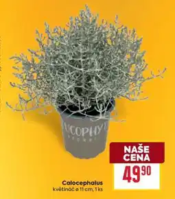 Billa Calocephalus nabídka