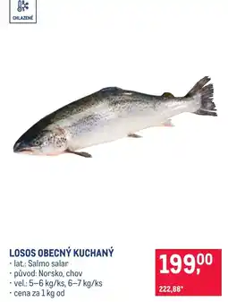 Makro Losos obecný kuchaný nabídka