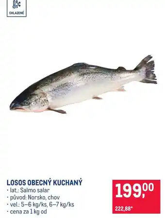 Losos obecný kuchaný
