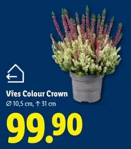 Lidl Vřes Colour Crown nabídka