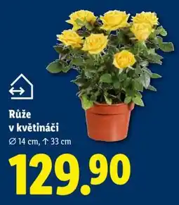 Lidl RŮŽE V KVĚTINÁČI nabídka