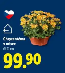 Lidl Chryzantéma v misce nabídka
