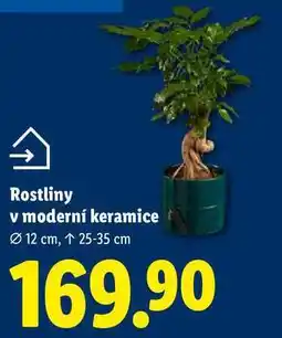 Lidl Rostliny v moderní keramice nabídka