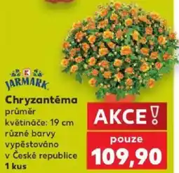 Kaufland Jarmark chryzantéma nabídka