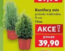Kaufland Konifery mix nabídka
