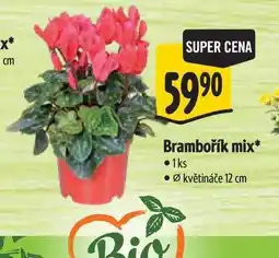 Albert Brambořík mix, pr. květináče 12 cm nabídka