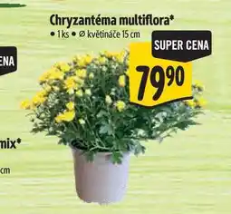 Albert Chryzantéma multiflora, pr. květináče 15 cm nabídka