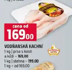 Terno VODŇANSKÁ KACHNÍ nabídka