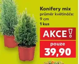 Kaufland Konifery mix nabídka