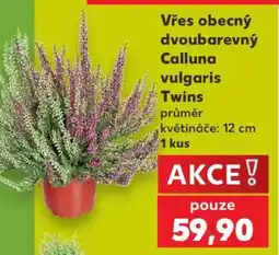 Kaufland Vřes obecný dvoubarevný Calluna vulgaris Twins nabídka
