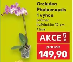 Kaufland ORCHIDEA PHALAENOPSIS nabídka