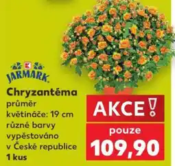 Kaufland CHRYZANTÉMA nabídka