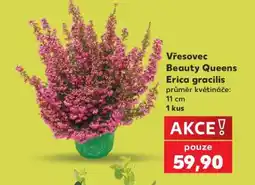 Kaufland Vřesovec Beauty Queens Erica gracilis nabídka