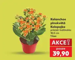 Kaufland Kalanchoe plnokvětá „Kolopejka“ nabídka