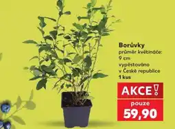 Kaufland Borůvky nabídka