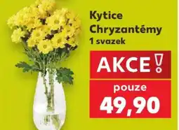 Kaufland Kytice Chryzantémy nabídka