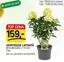 Flop HORTENZIE LATNATÁ květináče 17 cm 1 ks nabídka