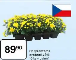 Tesco Chryzantéma drobnokvětá, 10 ks nabídka