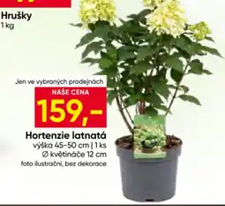 Hruška Hrušky Hortenzie latnatá nabídka
