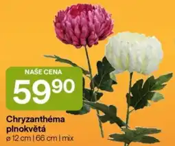 Hruška Chryzanthe plnokvětá nabídka
