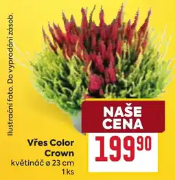Billa Vřes Color Crown nabídka