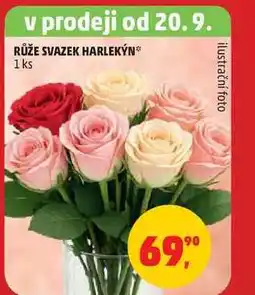 Penny Market RŮŽE SVAZEK HARLEKÝN, 1 ks nabídka