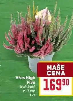 Billa Vřes High Five květináč Ø 17 cm 1ks nabídka