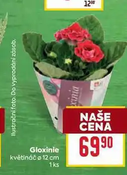 Billa Gloxinie květináč o 12 cm 1ks nabídka