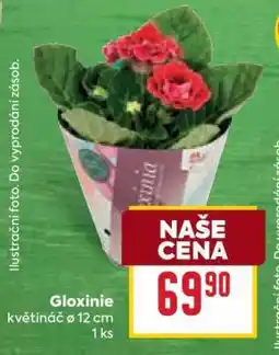 Billa GLOXÍNIE nabídka