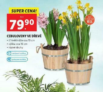 Lidl Cibuloviny ve dřevě nabídka