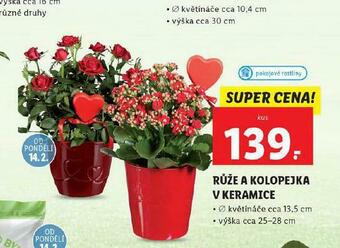 Lidl Růže a kolopejka v keramice nabídka