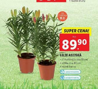 Lidl Lilie asijská nabídka
