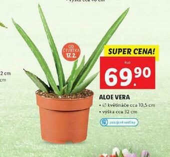 Aloe vera