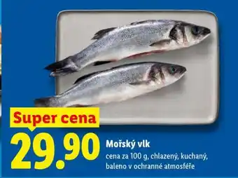 Mořský vlk