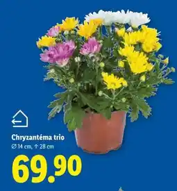 Lidl Chryzantéma „Trio“ nabídka