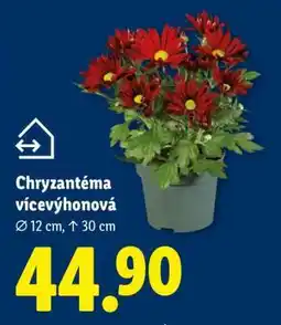 Lidl Chryzantéma vícevýhonová nabídka