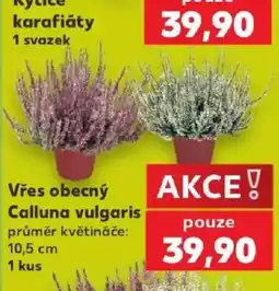 Kaufland Vřes obecný nabídka